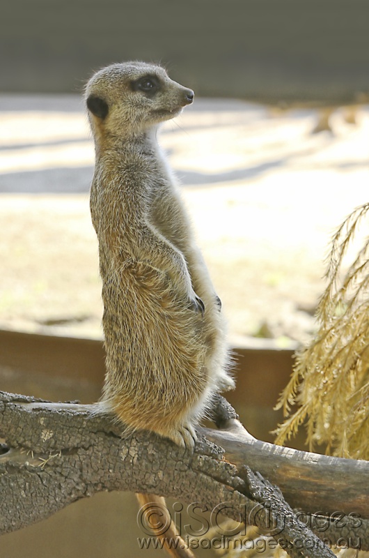 Click image for larger version

Name:	Meerkat-1 - Small.jpg
Views:	31
Size:	142.9 KB
ID:	419830