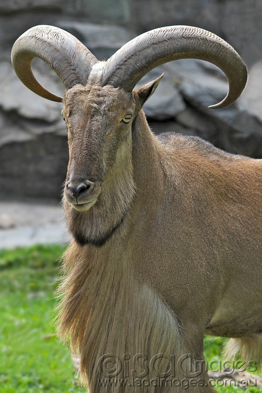 Click image for larger version

Name:	Goat-1 - Small.jpg
Views:	41
Size:	123.5 KB
ID:	419831