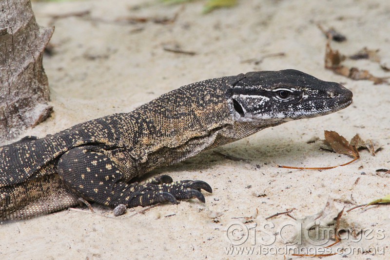 Click image for larger version

Name:	Rosenberg's Monitor - Small.jpg
Views:	39
Size:	144.8 KB
ID:	419832