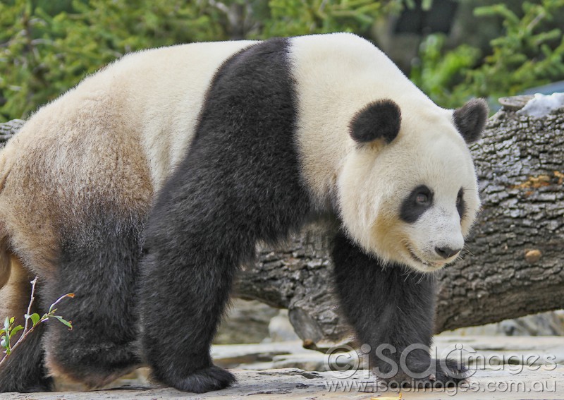 Click image for larger version

Name:	Panda-Funi - Small.jpg
Views:	32
Size:	136.0 KB
ID:	419833