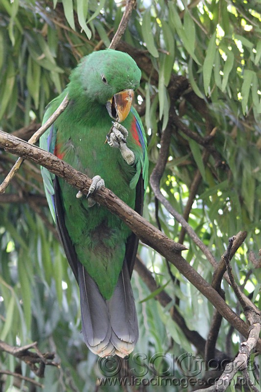 Click image for larger version

Name:	Eclectus Fun-1 - Small.jpg
Views:	58
Size:	128.5 KB
ID:	419838