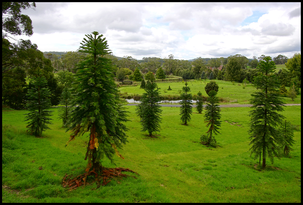 Click image for larger version

Name:	Woolemi rs.jpg
Views:	11
Size:	884.4 KB
ID:	420461