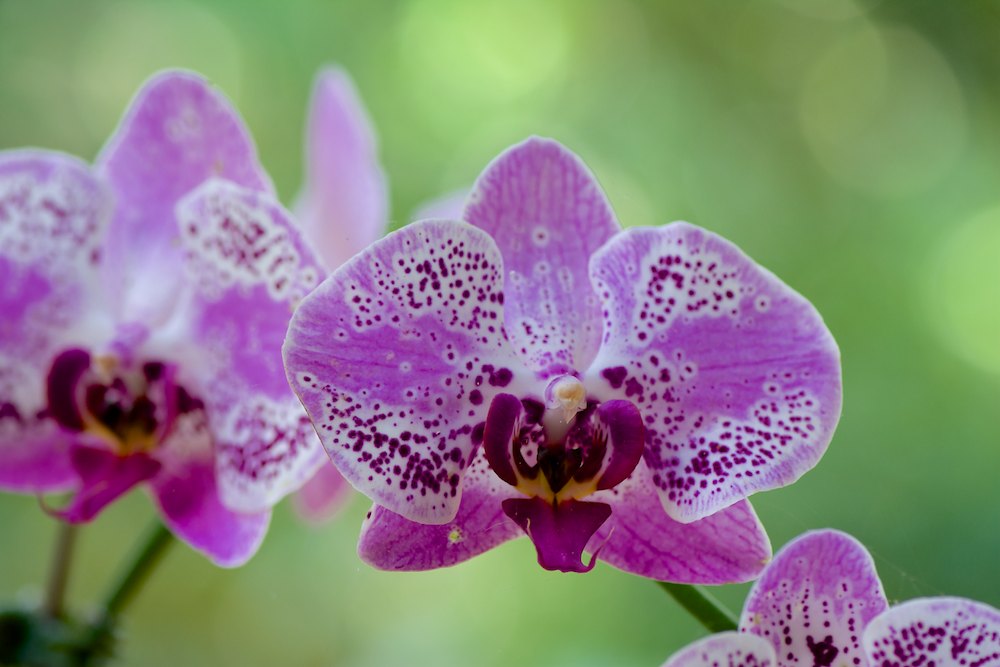 Click image for larger version

Name:	DSC_5816.jpg
Views:	21
Size:	93.7 KB
ID:	420528