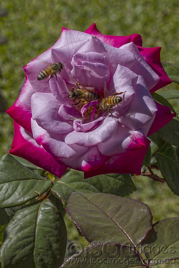 Click image for larger version

Name:	Bees in the Varigated Rose - Small.jpg
Views:	29
Size:	175.6 KB
ID:	420779