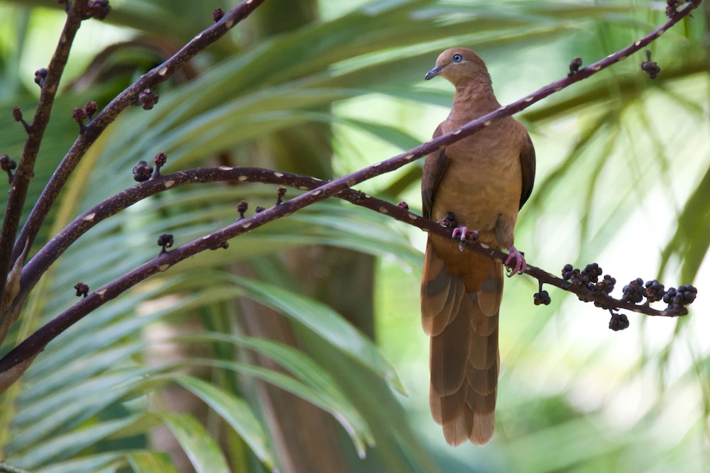 Click image for larger version

Name:	DSC_7000.jpg
Views:	47
Size:	136.5 KB
ID:	421907