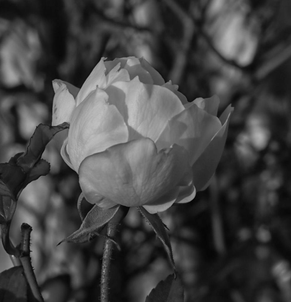 Click image for larger version

Name:	White rose bud 4.jpg
Views:	55
Size:	64.3 KB
ID:	422758