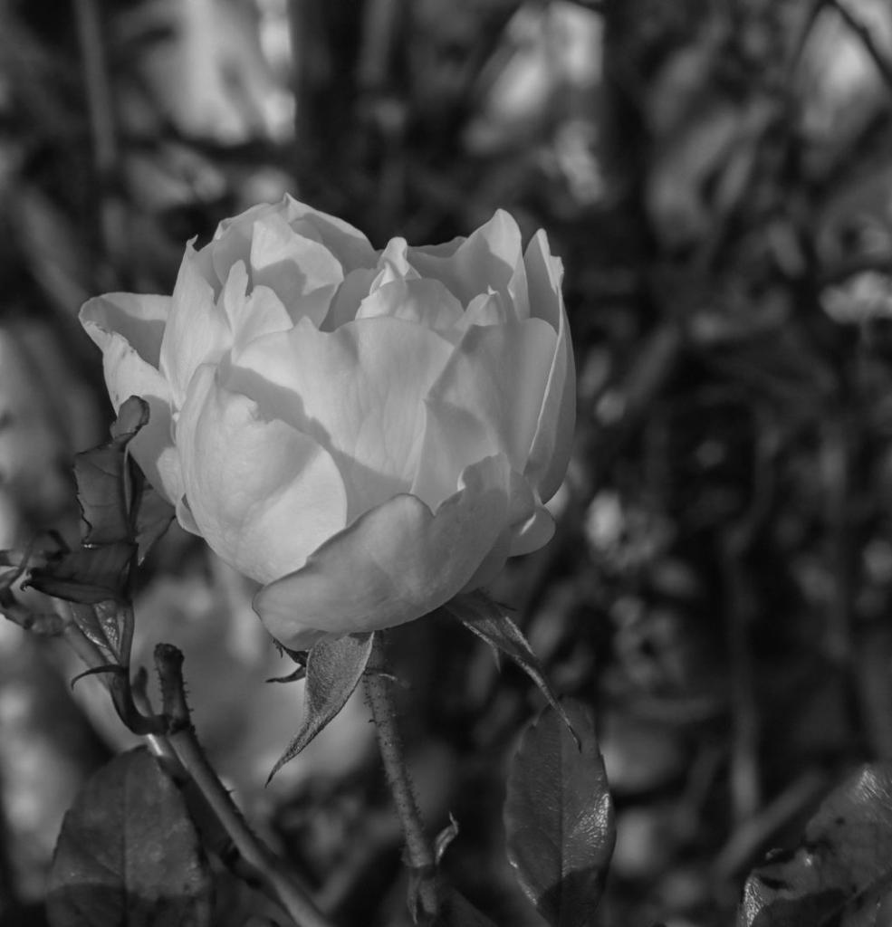 Click image for larger version

Name:	White rosebud 6.jpg
Views:	47
Size:	68.4 KB
ID:	422759