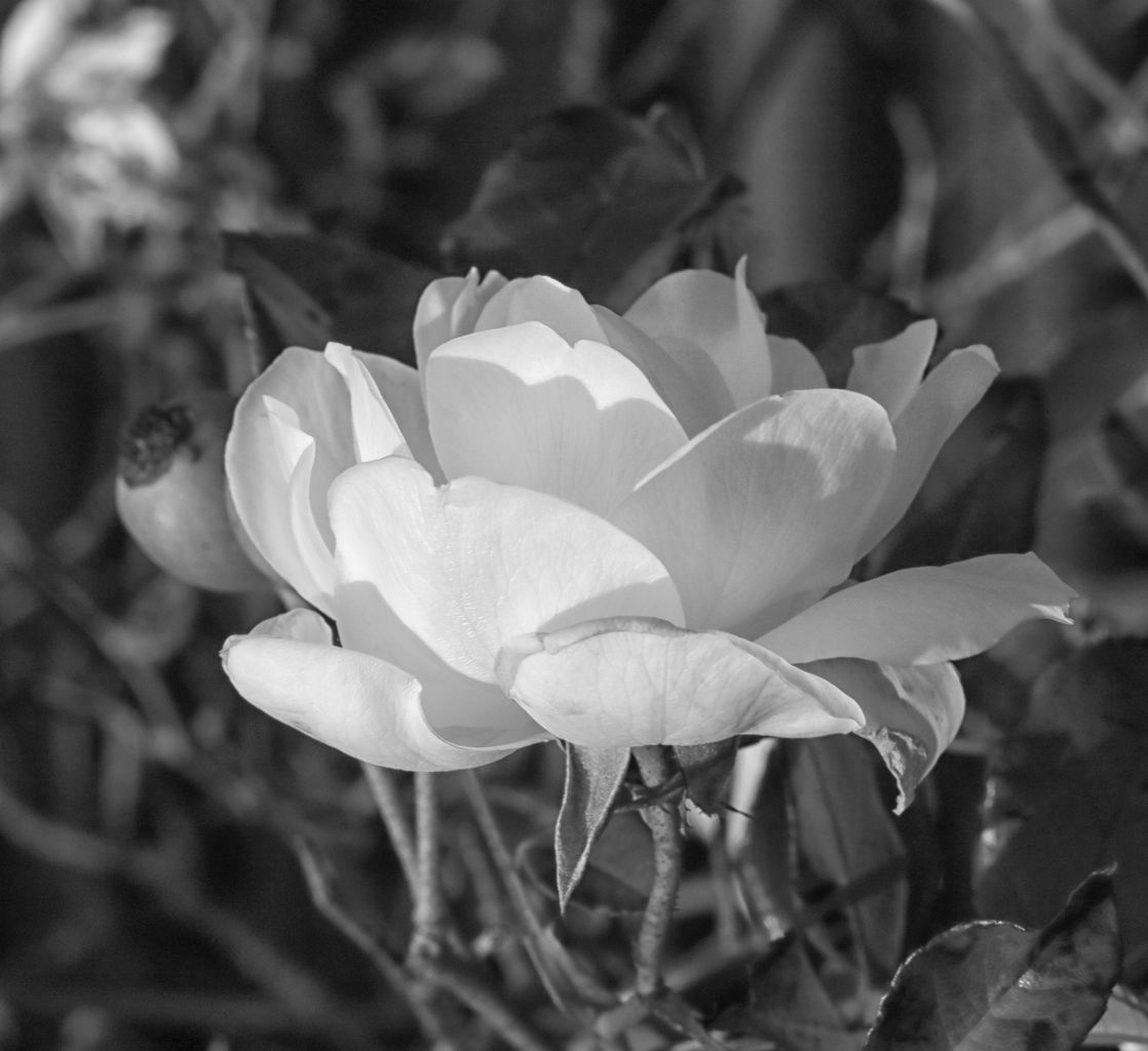 Click image for larger version

Name:	White Rose.jpg
Views:	41
Size:	92.8 KB
ID:	422760