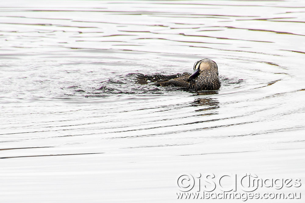 Click image for larger version

Name:	Pacific-Black-1.jpg
Views:	40
Size:	114.1 KB
ID:	422855