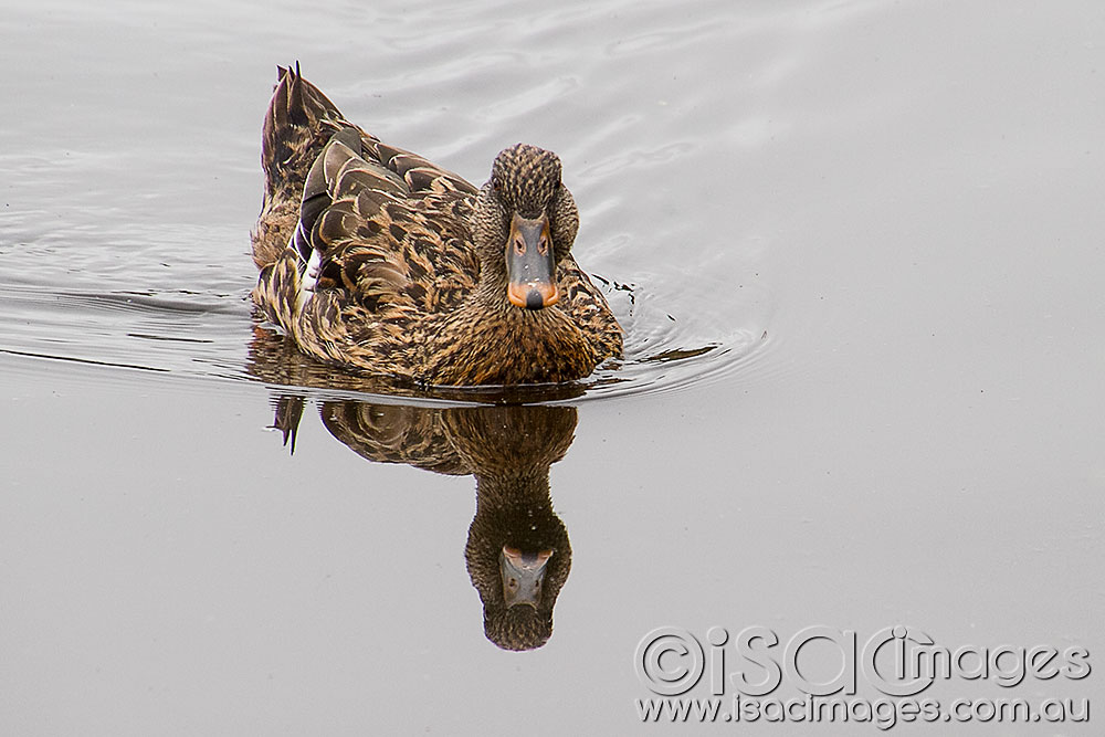 Click image for larger version

Name:	Female-Mallard-1.jpg
Views:	44
Size:	108.9 KB
ID:	422856