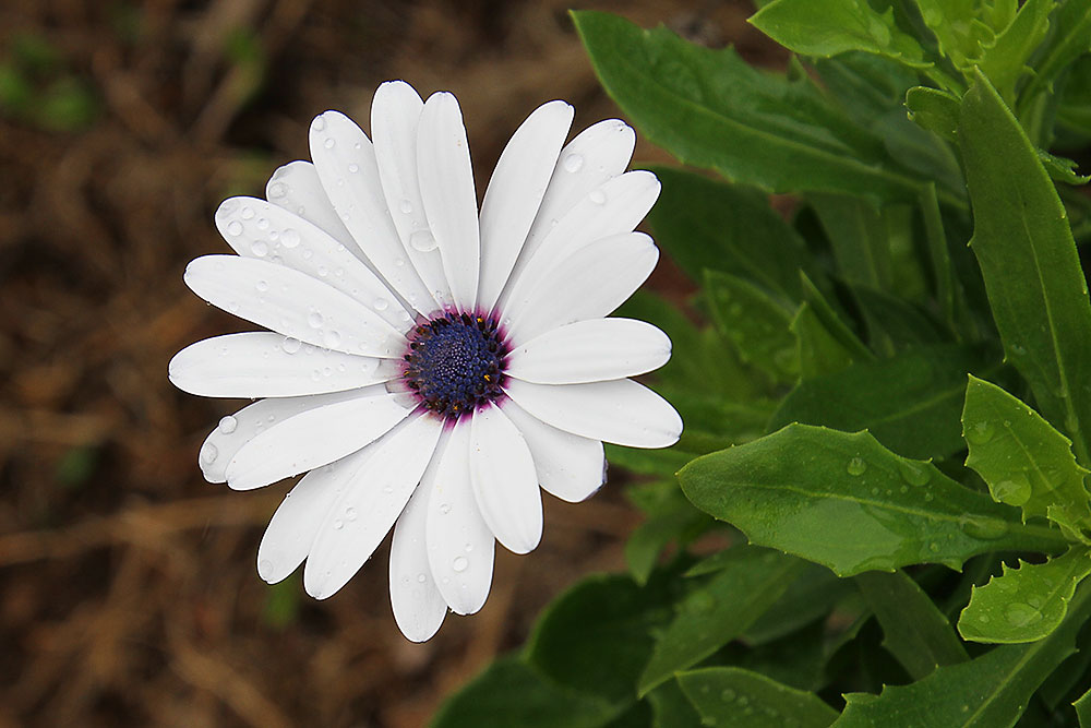 Click image for larger version

Name:	Daisy in the Rain-1.jpg
Views:	44
Size:	103.6 KB
ID:	422858