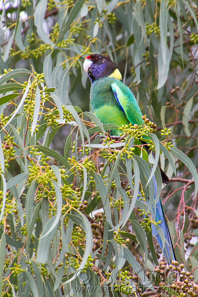 Click image for larger version

Name:	28-Parrot-1-copy.jpg
Views:	47
Size:	255.6 KB
ID:	422859