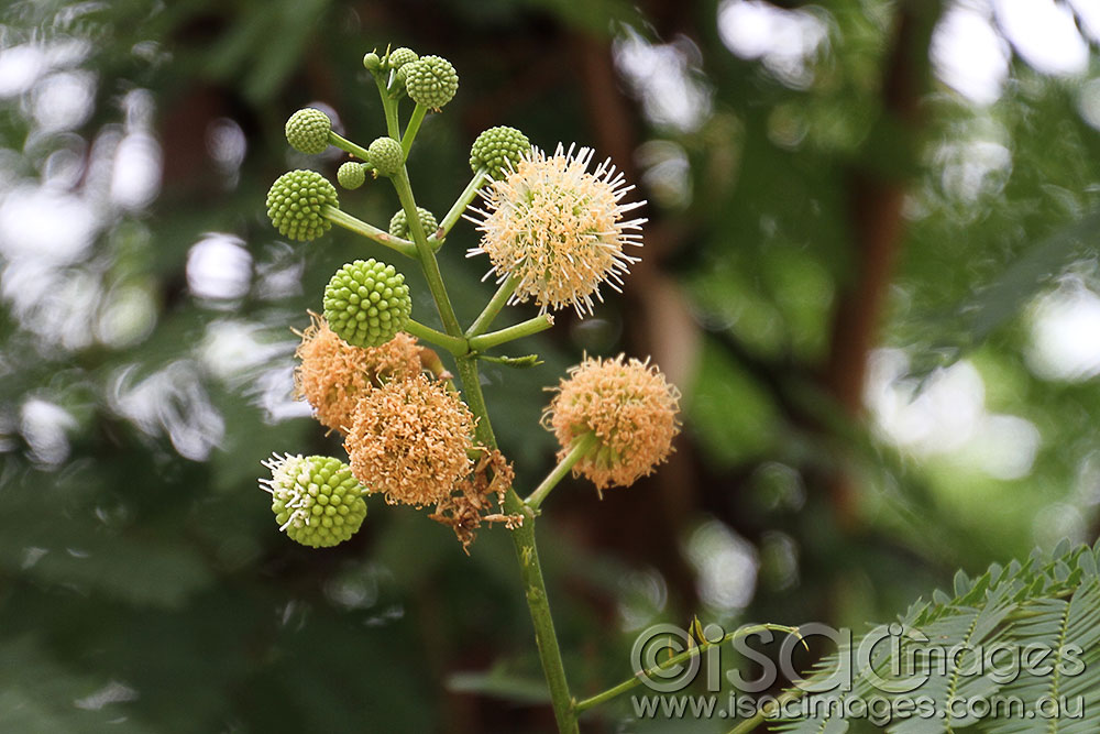 Click image for larger version

Name:	pompoms.jpg
Views:	42
Size:	136.6 KB
ID:	422860