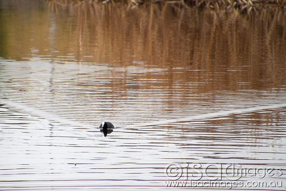 Click image for larger version

Name:	Coote-1.jpg
Views:	42
Size:	179.1 KB
ID:	422861