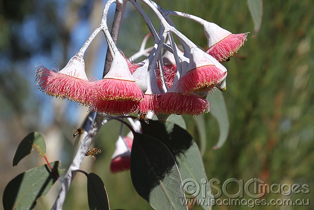 Click image for larger version

Name:	Bees-in-the-Gums.jpg
Views:	47
Size:	138.9 KB
ID:	423024