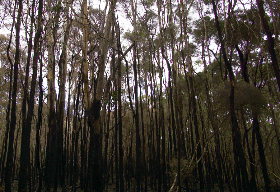 Click image for larger version

Name:	Burned trees.jpg
Views:	24
Size:	847.4 KB
ID:	423233