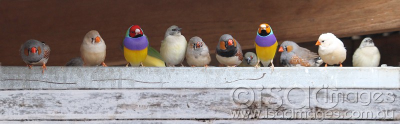 Click image for larger version

Name:	Finches-6-sm.jpg
Views:	31
Size:	55.2 KB
ID:	423527
