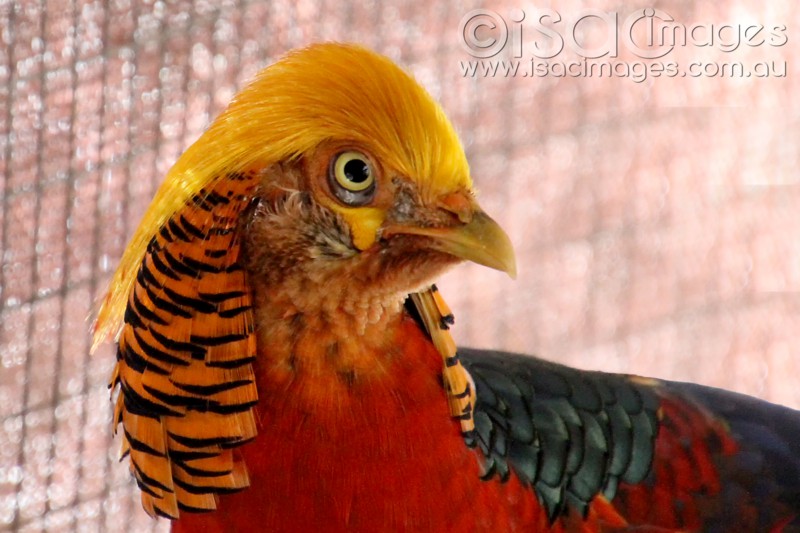 Click image for larger version

Name:	Golden Pheasant-2-sm.jpg
Views:	30
Size:	101.3 KB
ID:	423529
