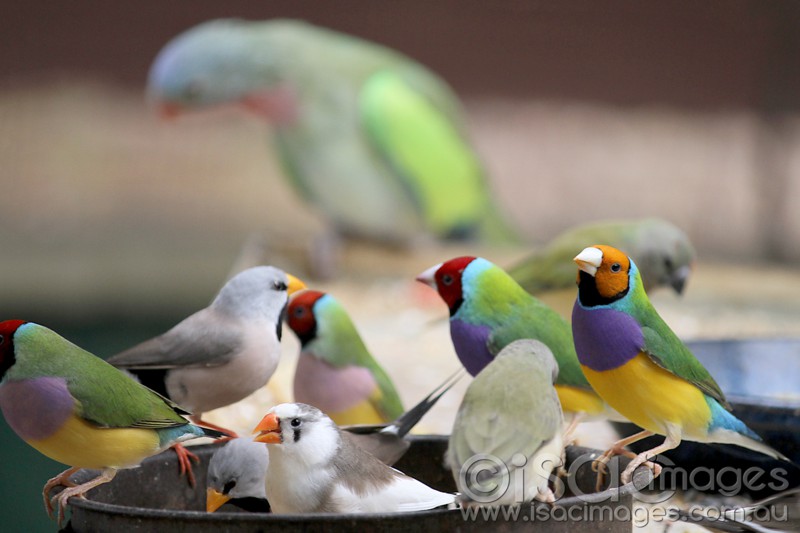 Click image for larger version

Name:	Finches-9-sm.jpg
Views:	28
Size:	72.0 KB
ID:	423530