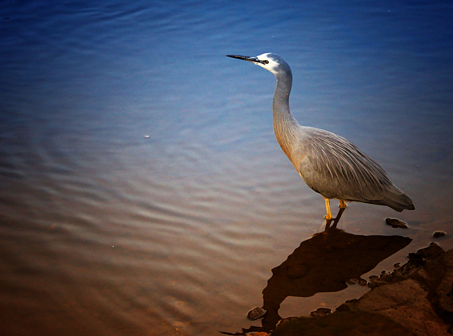 Click image for larger version

Name:	Heron 3b3.jpg
Views:	29
Size:	450.3 KB
ID:	423593