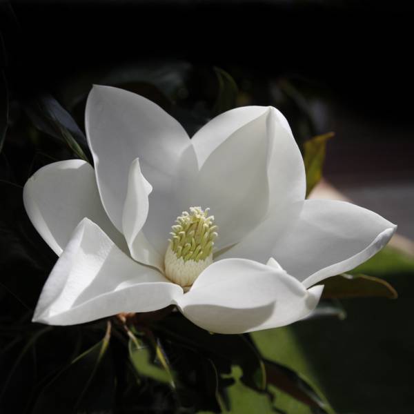 Click image for larger version

Name:	Magnolia Bloom-1-small.jpg
Views:	33
Size:	21.9 KB
ID:	423702