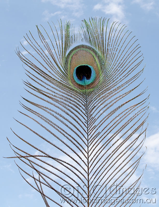 Click image for larger version

Name:	Peacock-Feather.jpg
Views:	20
Size:	171.2 KB
ID:	423898
