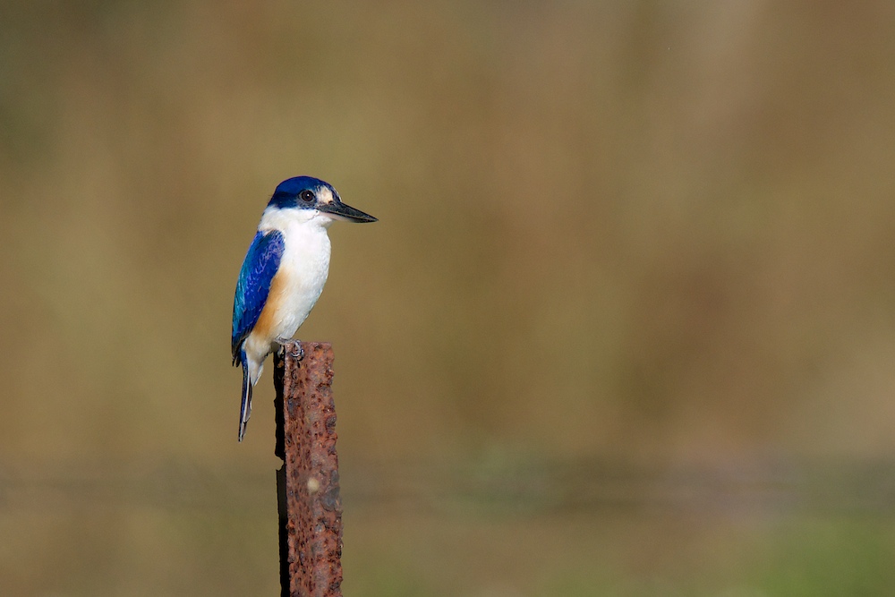 Click image for larger version

Name:	DSC_7789.jpg
Views:	52
Size:	148.7 KB
ID:	424191