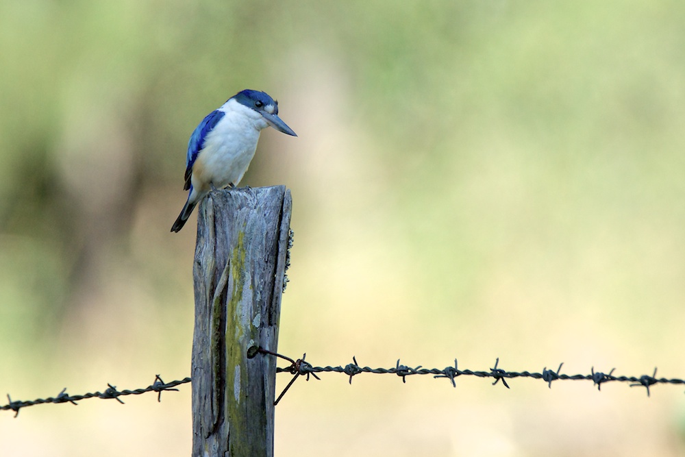 Click image for larger version

Name:	DSC_1613.jpg
Views:	46
Size:	137.0 KB
ID:	424325