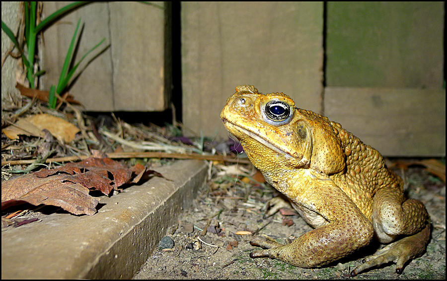 Click image for larger version

Name:	Toad.jpg
Views:	17
Size:	621.8 KB
ID:	424341