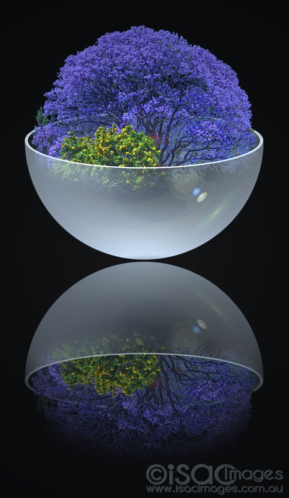 Click image for larger version

Name:	Jacarandah in Glass Bowl-Reflection_Low_Res.jpg
Views:	35
Size:	102.6 KB
ID:	424817