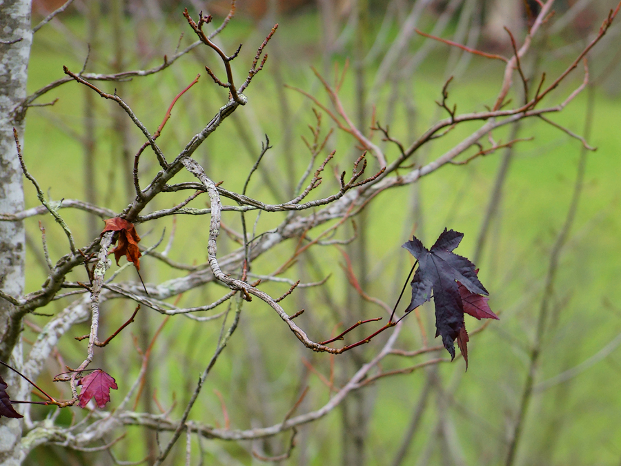Click image for larger version

Name:	Last Maples.jpg
Views:	49
Size:	526.1 KB
ID:	424932