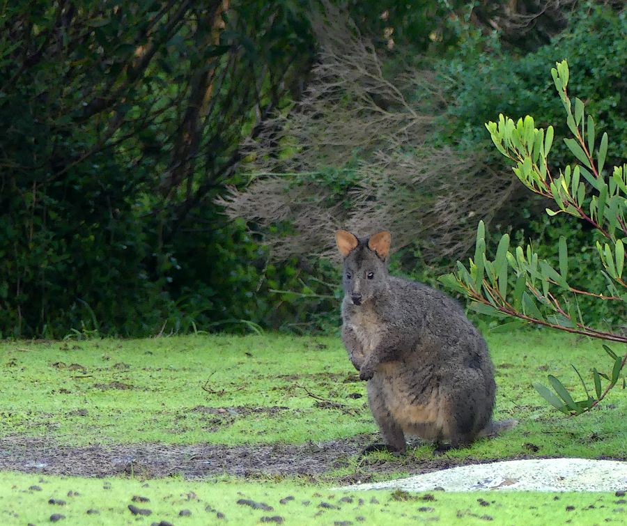 Click image for larger version

Name:	Pademelon 2.jpg
Views:	25
Size:	829.4 KB
ID:	425076