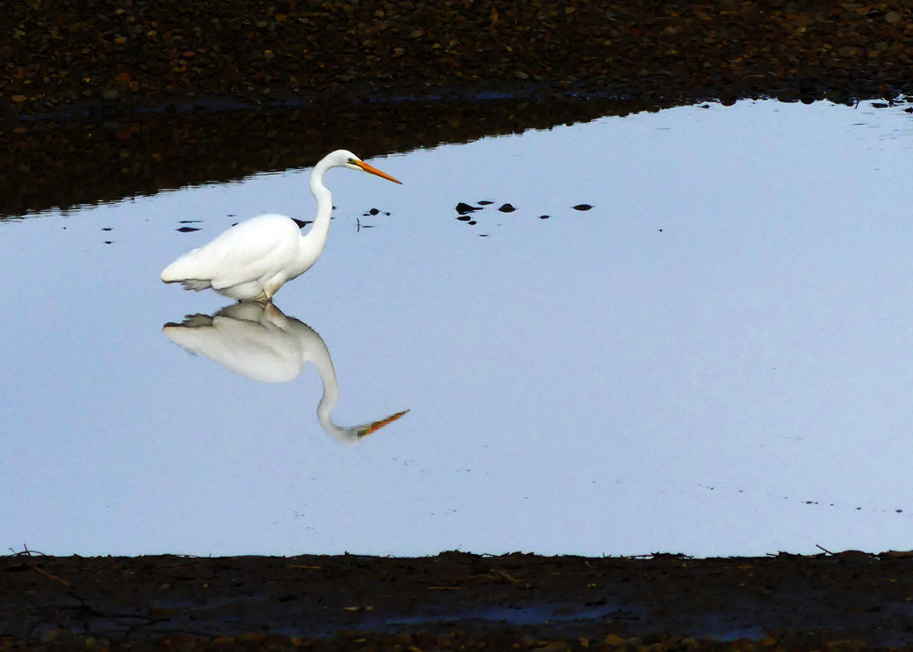 Click image for larger version

Name:	Egret.jpg
Views:	27
Size:	495.1 KB
ID:	425075