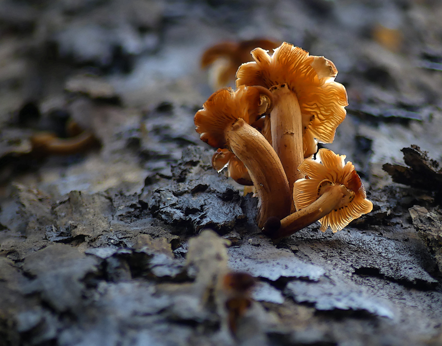 Click image for larger version

Name:	Fungi on tree.jpg
Views:	26
Size:	531.8 KB
ID:	425074