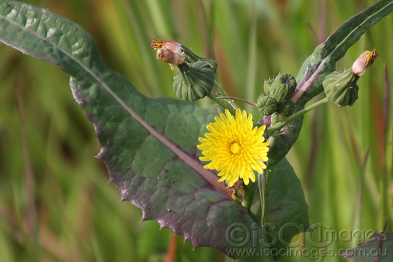 Click image for larger version

Name:	Yellow-Weed---1.jpg
Views:	36
Size:	83.7 KB
ID:	425789