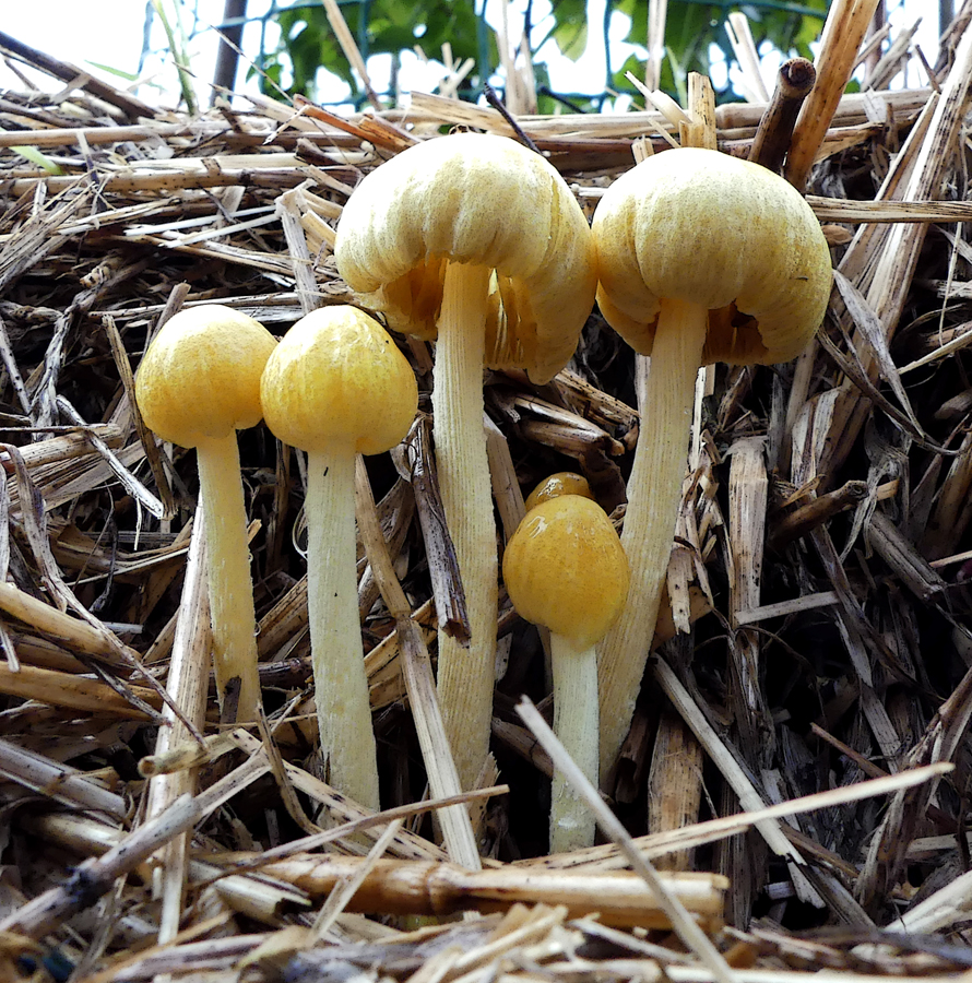 Click image for larger version

Name:	Toads in straw.jpg
Views:	9
Size:	866.7 KB
ID:	426187