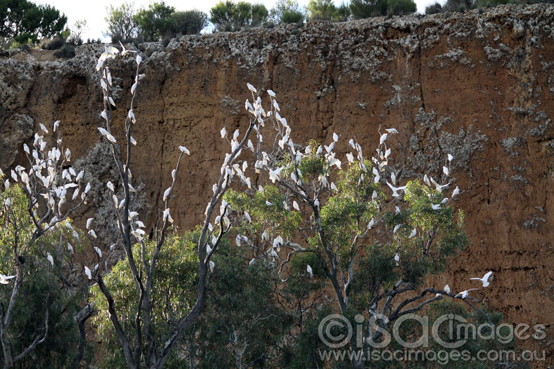 Click image for larger version

Name:	Sulphur-Crested-Cockatoos-2.jpg
Views:	27
Size:	174.0 KB
ID:	426641