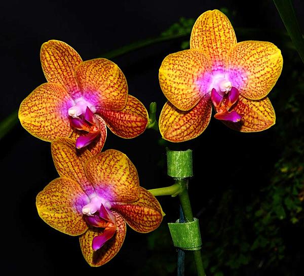 Click image for larger version

Name:	DSC06451a.jpg
Views:	83
Size:	120.4 KB
ID:	426742