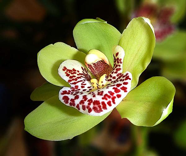 Click image for larger version

Name:	Green orchid2a.jpg
Views:	82
Size:	91.7 KB
ID:	426750