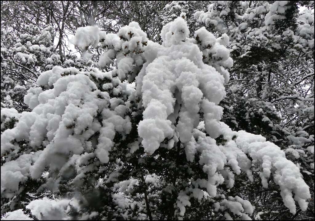 Click image for larger version

Name:	Nature's snowman.jpg
Views:	37
Size:	214.5 KB
ID:	427033