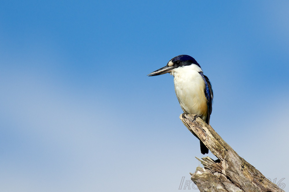 Click image for larger version

Name:	DSC_9556-wm.jpg
Views:	32
Size:	125.9 KB
ID:	428156