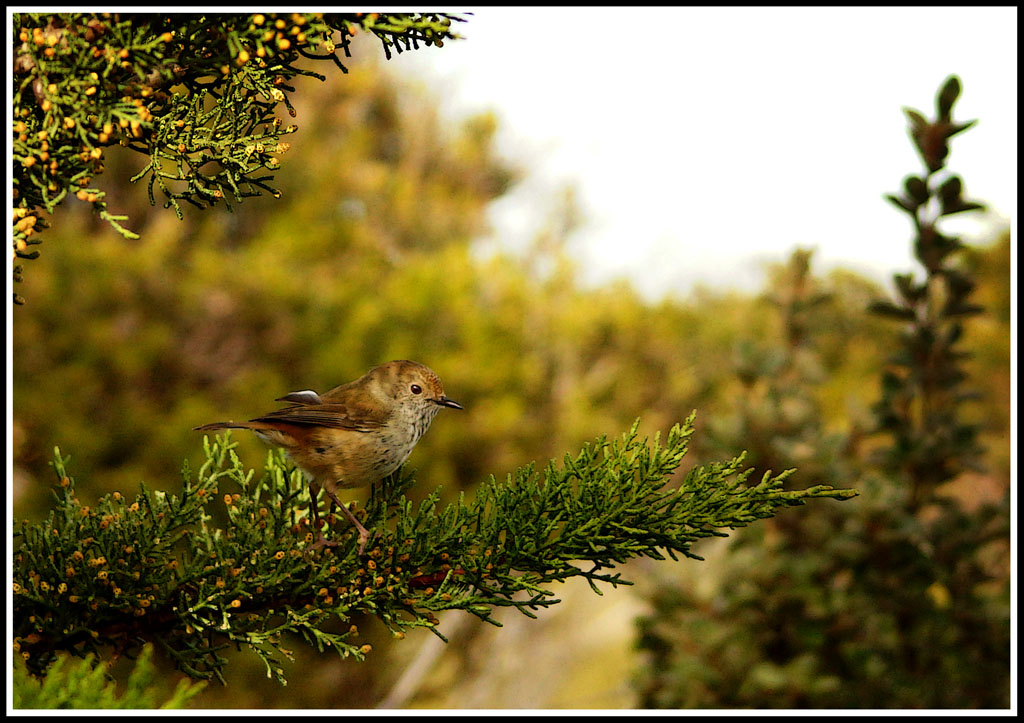 Click image for larger version

Name:	Thornbill.jpg
Views:	34
Size:	215.2 KB
ID:	430050