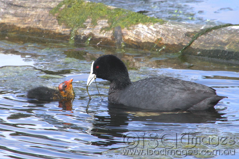 Click image for larger version

Name:	Cootes-4.jpg
Views:	47
Size:	126.0 KB
ID:	430262