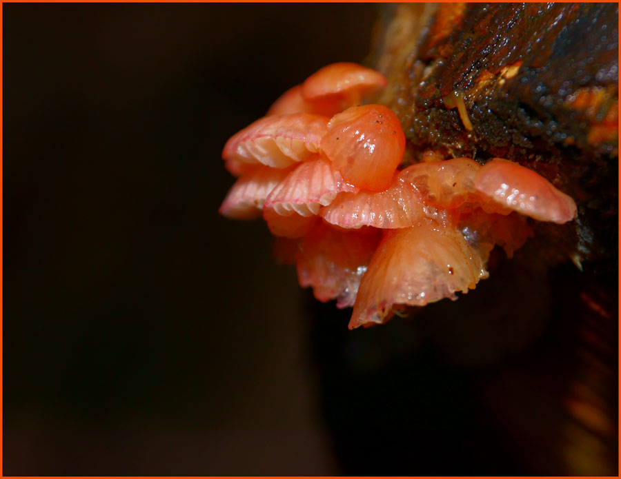 Click image for larger version

Name:	Pretty-pinks.jpg
Views:	19
Size:	76.8 KB
ID:	431791