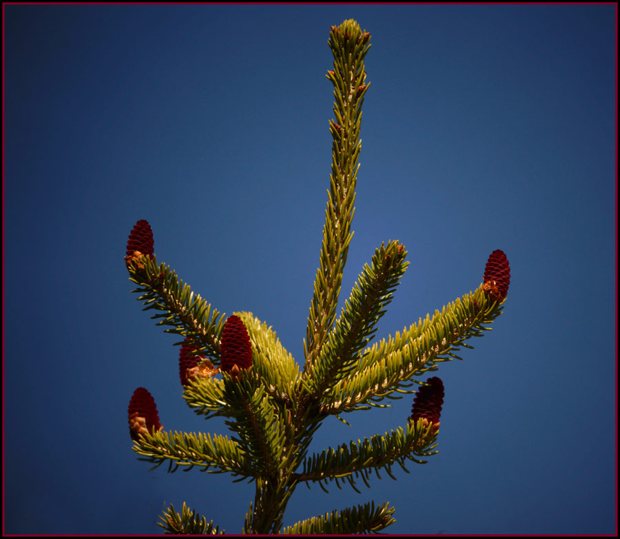 Click image for larger version

Name:	Fir-cones.jpg
Views:	46
Size:	110.3 KB
ID:	431995