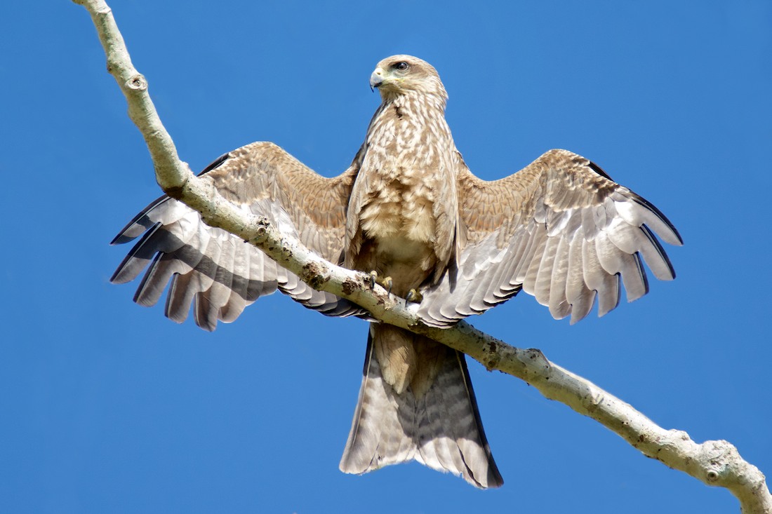Click image for larger version

Name:	DSC_1094.jpg
Views:	35
Size:	137.3 KB
ID:	432287