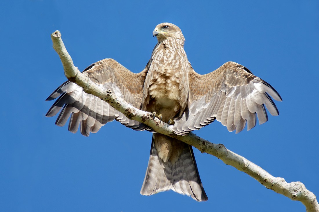 Click image for larger version

Name:	DSC_1094 (1).jpg
Views:	40
Size:	133.1 KB
ID:	432430