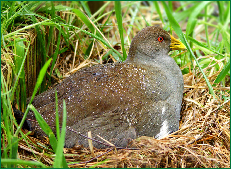 Click image for larger version

Name:	Broody-hen.jpg
Views:	22
Size:	250.3 KB
ID:	432705