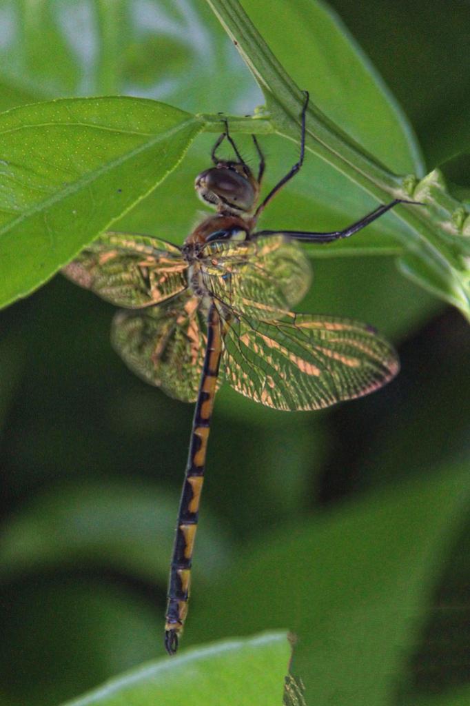 Click image for larger version

Name:	Dragonfly-1.jpg
Views:	23
Size:	76.0 KB
ID:	433293