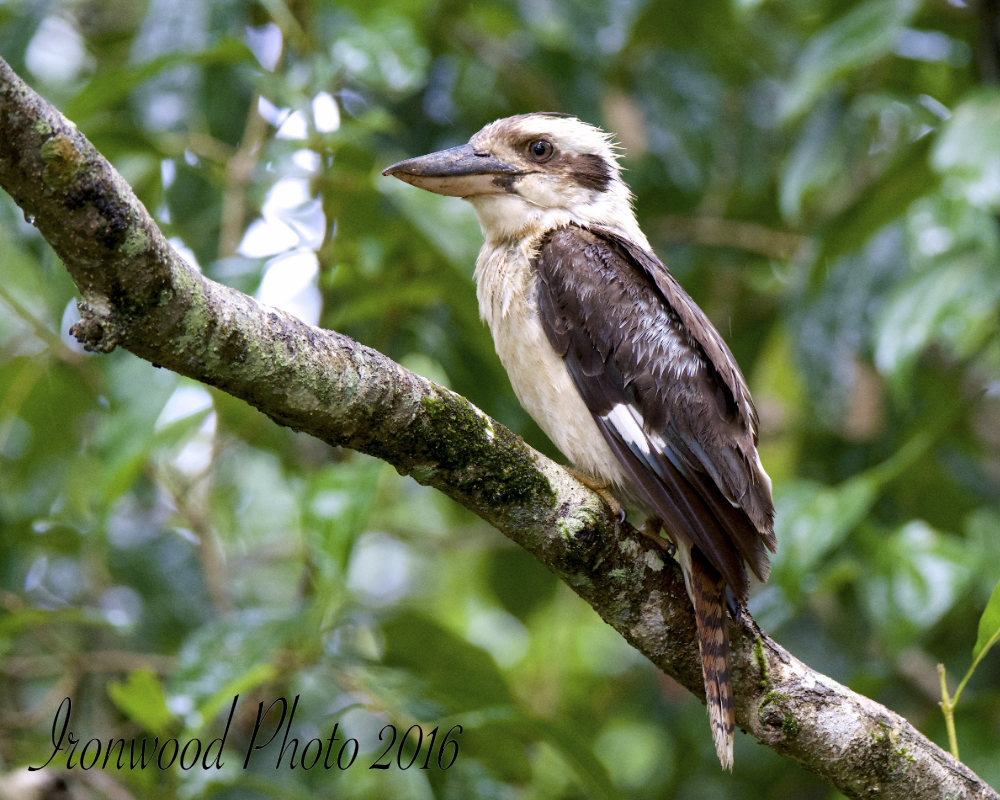Click image for larger version

Name:	DSC_3116.jpg
Views:	35
Size:	191.7 KB
ID:	436297